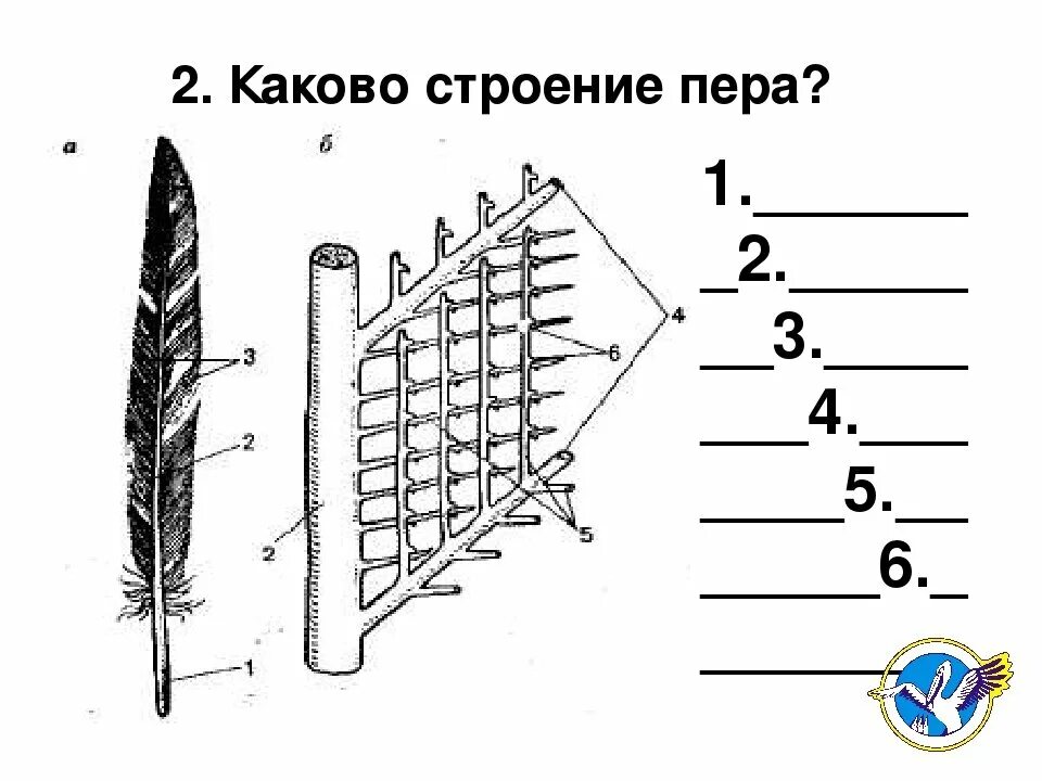 Схема строения пера птицы биология. Строение опахала пухового пера. Схема строения опахала пера птицы. Схема строения опахала у птиц.