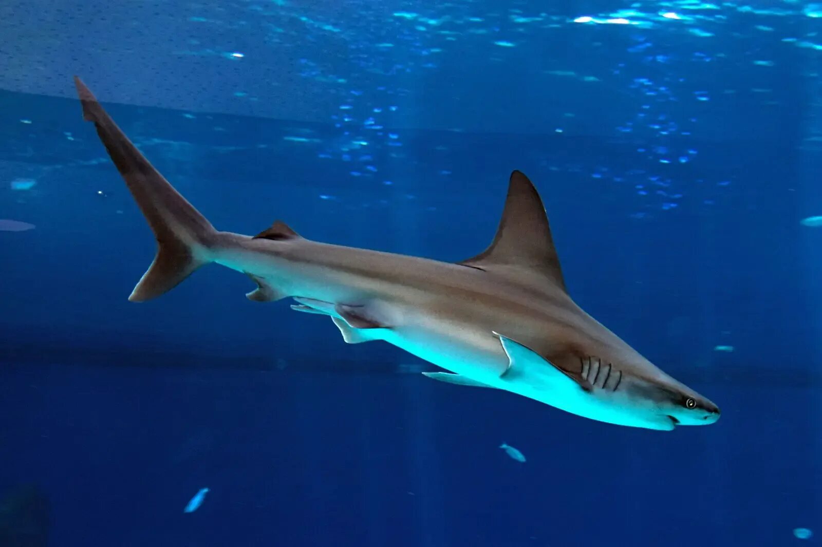 Людоед акула кархародон. Акула х. Отряд кархаринообразные акулы. Тигровая акула египет 2023. Катран сельдевая акула.