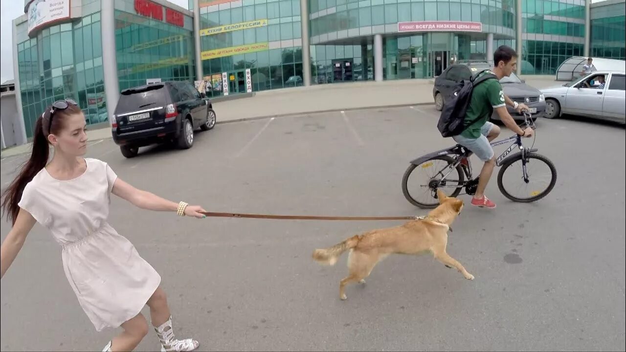 Почему бросается собака. Собака на велосипеде. Собака гоняется за велосипедистом. Собака бежит за машиной. Собака бежит за велосипедом.