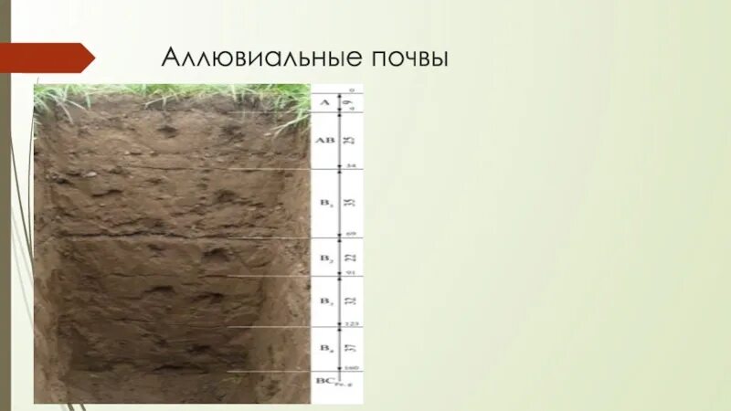 Аллювиально подзолистые почвы. Аллювиальные дерновые почвы. Аллювиально-луговые почвы. Аллювиальная слоистая почва. Почвы долины рек