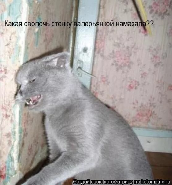 инвентаризация мэм. фаина раневская небесный тихоход. сволочь значение. особенности национальной охоты какая сволочь стреляла. шутки про инвентаризацию.