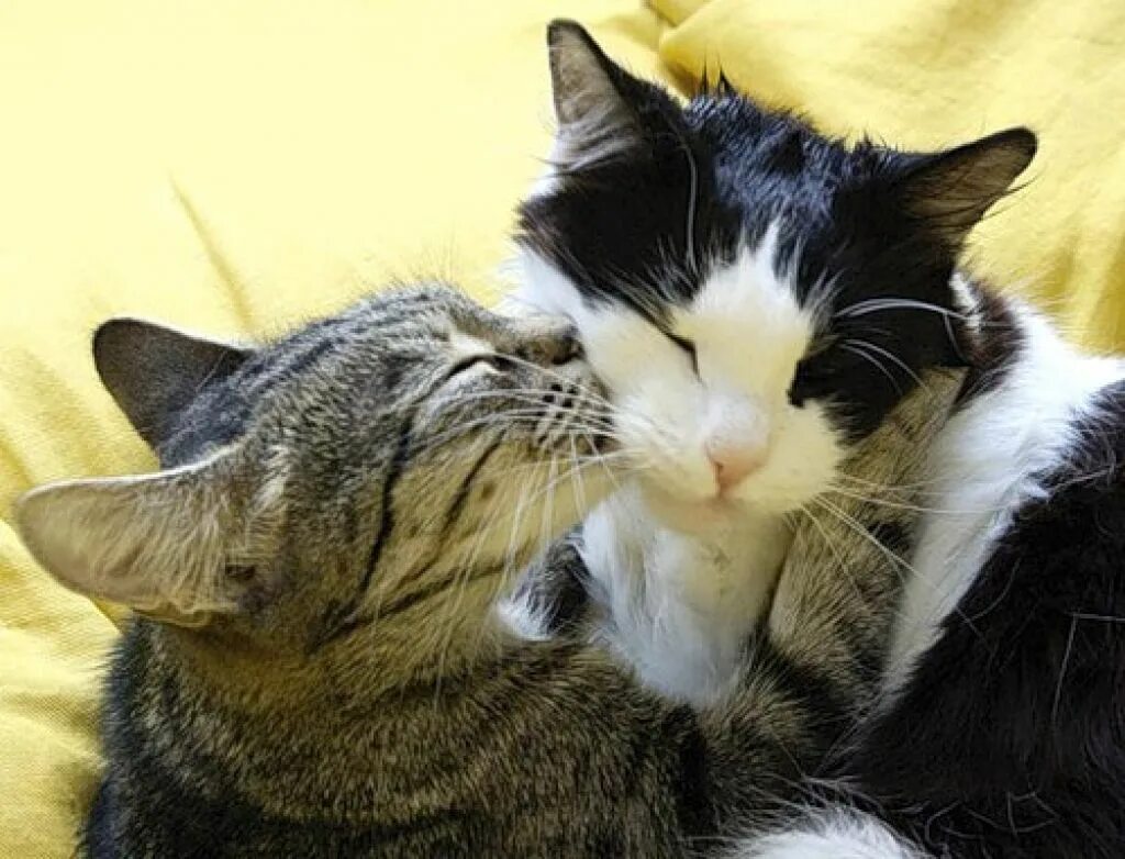 Кошки любовь. Поцелуй кошек. Котики обнимашки. Кошачий поцелуй. Киса кисуня мурка