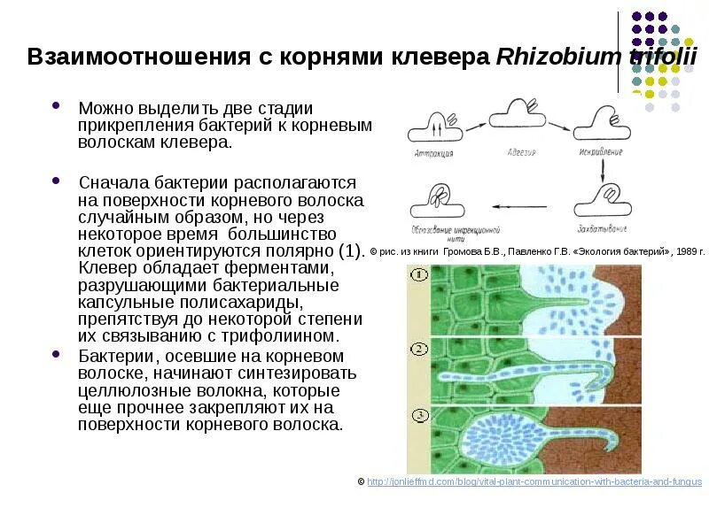 Прикрепление бактерий. Бактерии прикрепляются к поверхности чувствительных клеток. Бактерия которая прикрепляется. Прикрепление бактерий к поверхности.