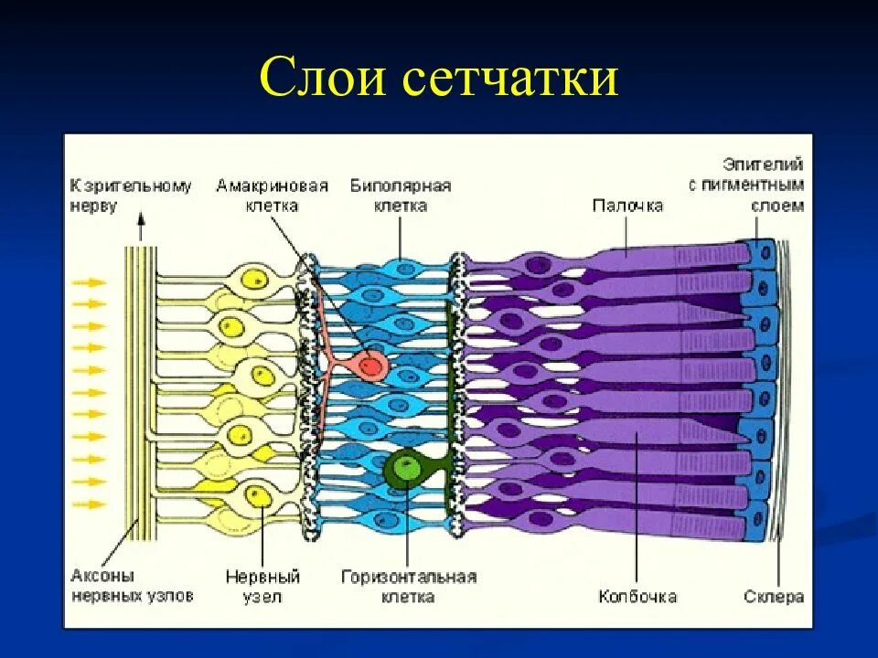 Сетчатка строение 10 слоев сетчатки. Наружный сетчатый слой сетчатки. Строение сетчатки глаза гистология. Строение сетчатки гистология. Сетчатка ткань