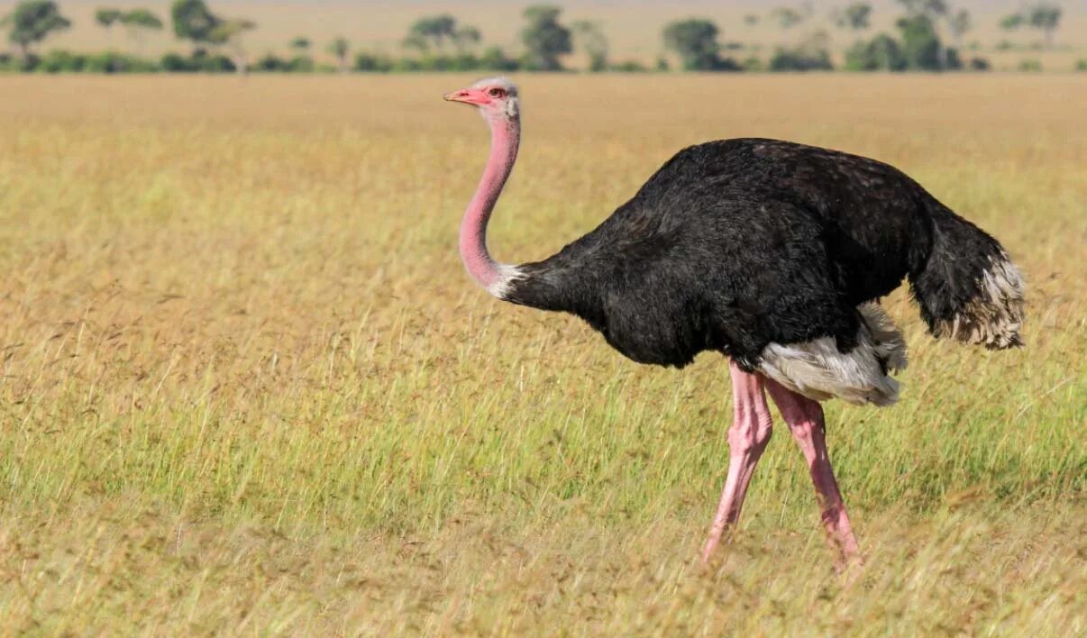 Самая большая птица на земле. Североафриканский страус. Страус Острич. Двупалый страус. Африканский страус рост.