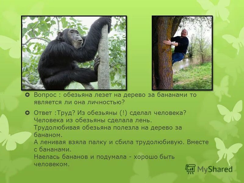 вопросы про обезьянку