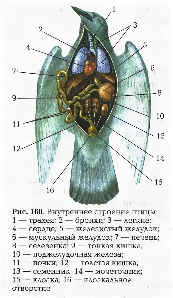 Расположение органов у птиц Органы выделения у голубя. Внутренние органы голубя: органы дыхания. Тема: тип Х