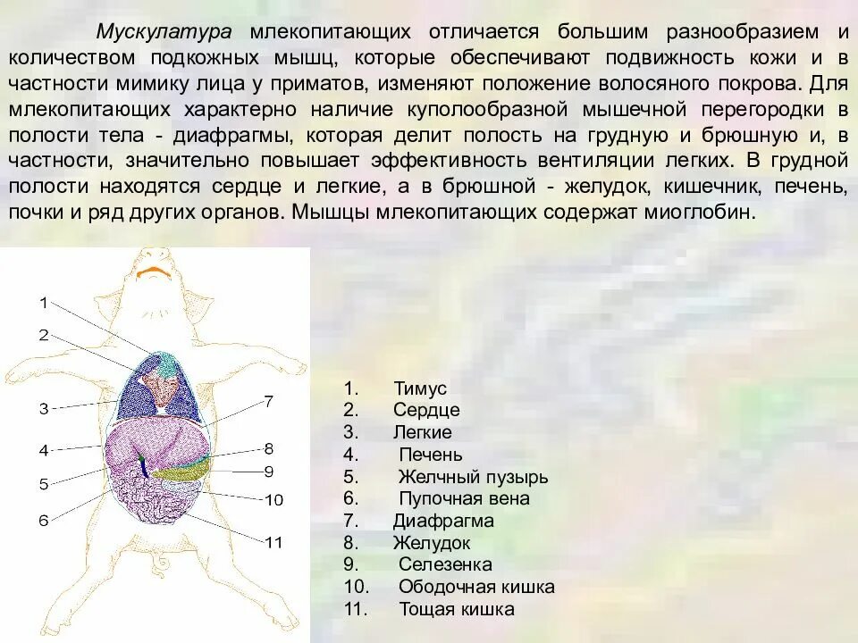 Диафрагма млекопитающих. Мускулатура млекопитающих. Мускулатура и диафрагма млекопитающих. Мускулатура млекопитающих особенности. Наличие диафрагмы у млекопитающих