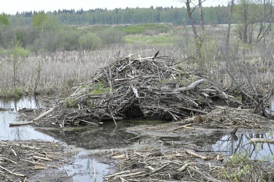 бобровая хатка снегирев 2005. затопила бобровую хатку. бобр обыкновенный хатка. хатка ондатры. паводок бобр.