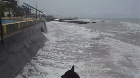 Шторм в сочи видео