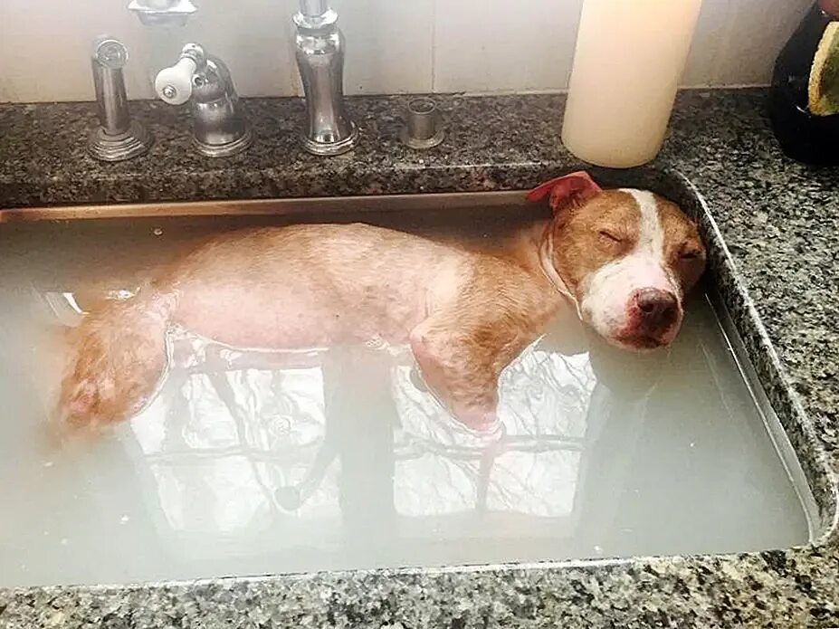 К чему снится собака умирает во сне. Ванна для собак. Джакузи для собак. Собака в ванной.