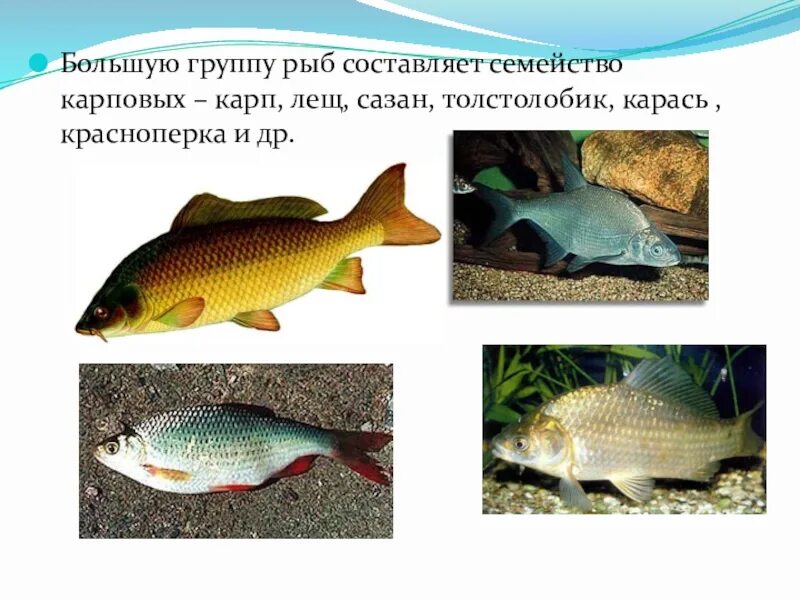 Группа животных к которым относится толстолобик. Группа животных к которым относится толстолобик. Рыба семейства толстолобика. Рыбы семейств карповых толстолобик. Как выглядит толстолобик и белый амур.