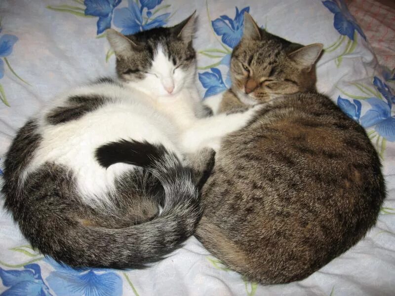 1.12 2 коты