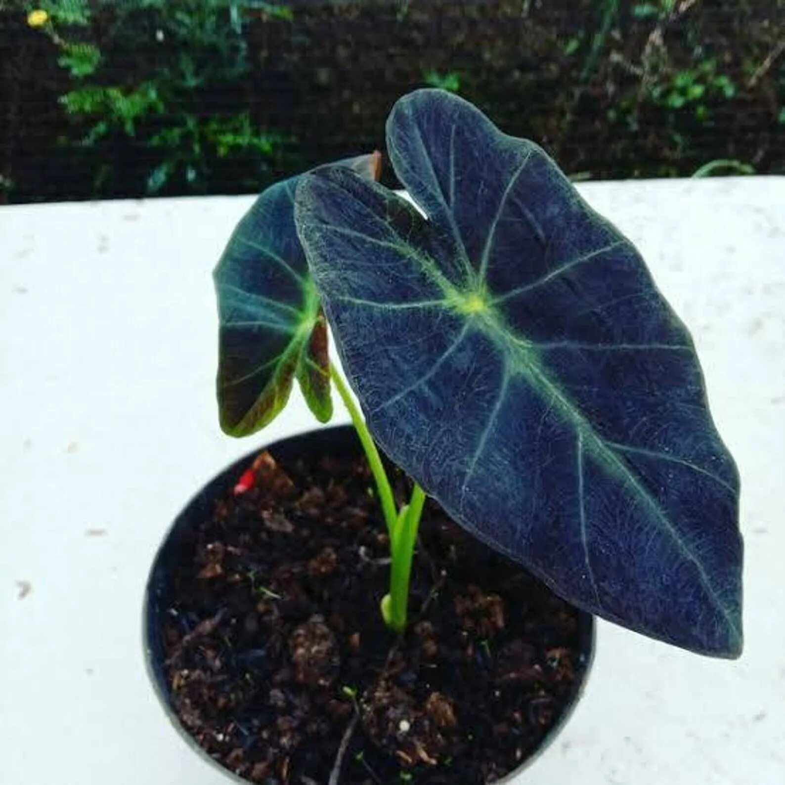 Alocasia Species Varieties, Digital File Art Print Download, Tropical Leaves Pla
