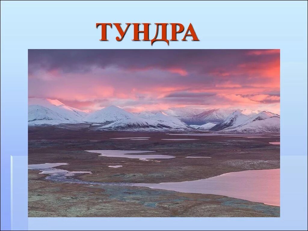 Тундра природная зона россии 4 класс. Климатическая зона тундра. Зона тундры 4 класс. Тундра окружающий мир. Климат тундры 4 класс окружающий мир.