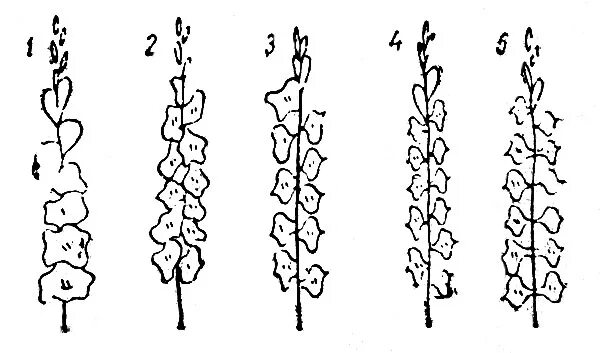 Какой тип соцветия у гладиолуса. Гладиолус муаровый иней. Какой тип соцветия у гладиолуса. Какой тип соцветия у гладиолуса. Строение гладиолуса.
