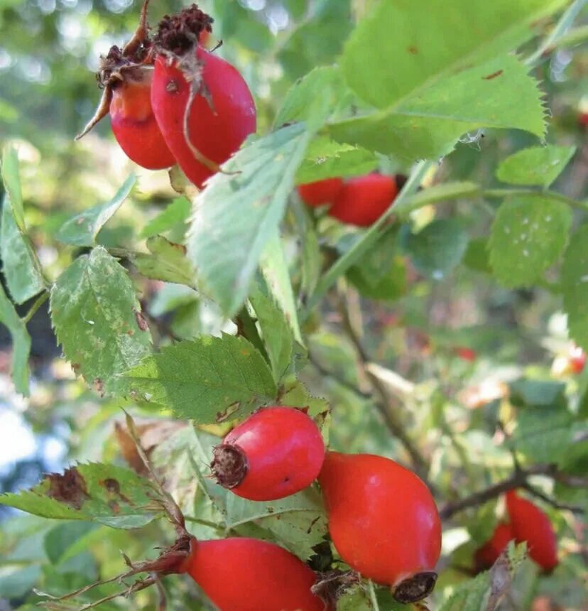 Шиповник плодовый (сорт 'юбилейный'). Шиповник эйчисон. Шиповник куст. Шиповник на урале. Куст шиповника колючий.