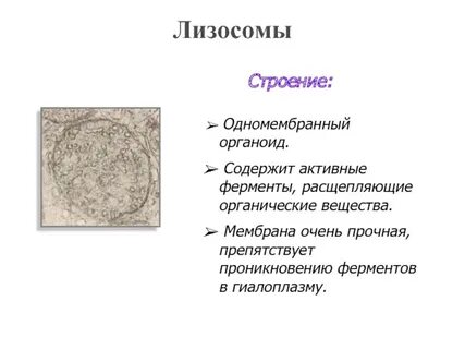 Лизосомы одномембранные или