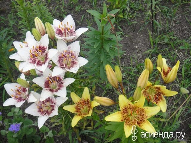 Holland Bulbs Лилия Силла" - Результаты поиска - Яндекс.Маркет