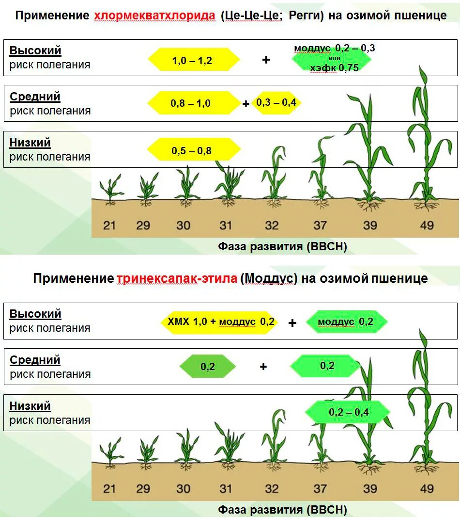 Удобрения повышения урожайности. Фазы созревания озимой пшеницы. Схема развития озимой пшеницы. Фазы вегетации озимой пшеницы. Удобрение Яровой пшеницы схема.