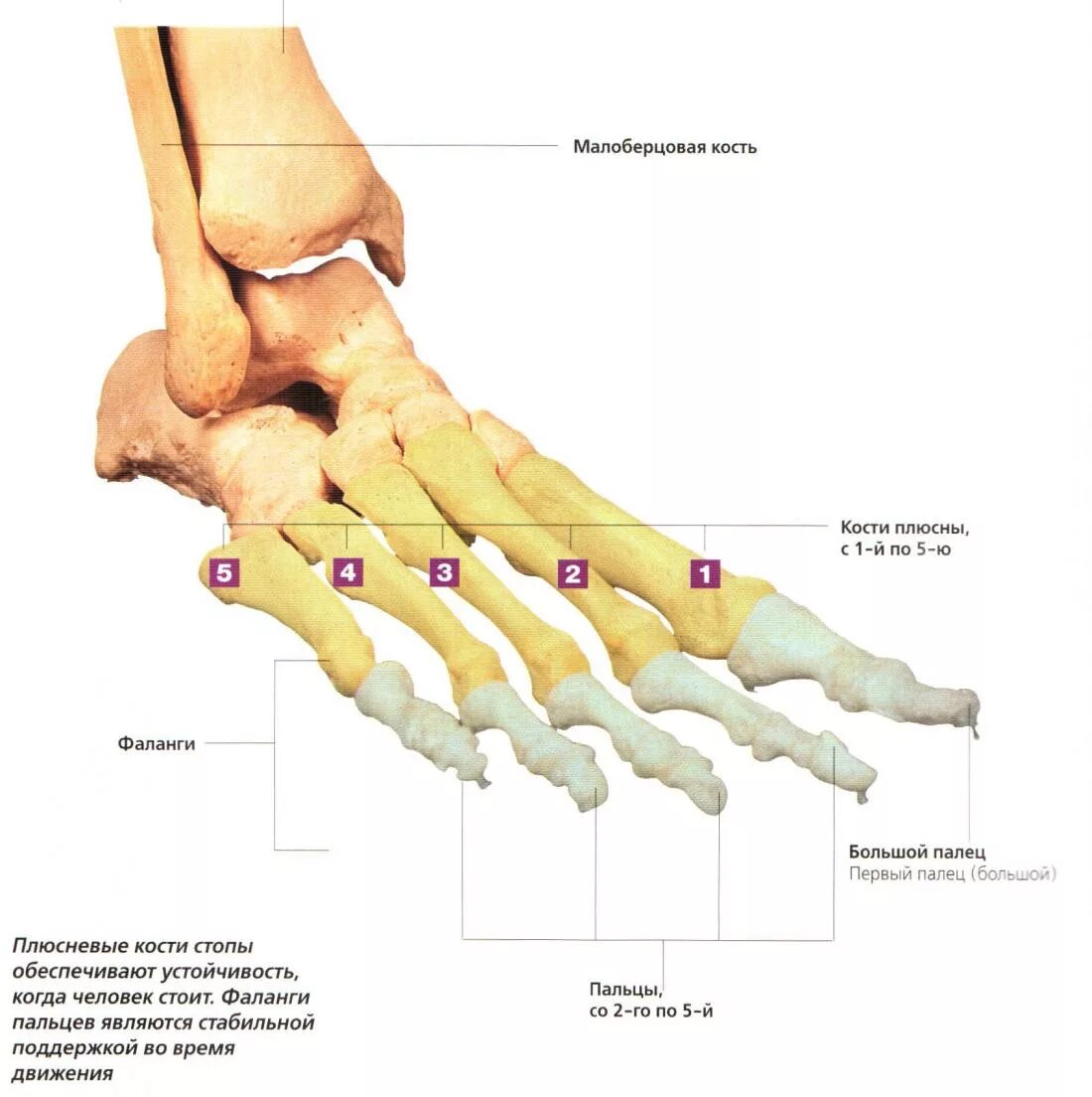 Основные фаланги стопы. Строение плюсневой кости стопы анатомия. Перелом костей кости плюсны стопы мизинца. 5 Плюсневая кость стопы. Перелом первой плюсневой кости.