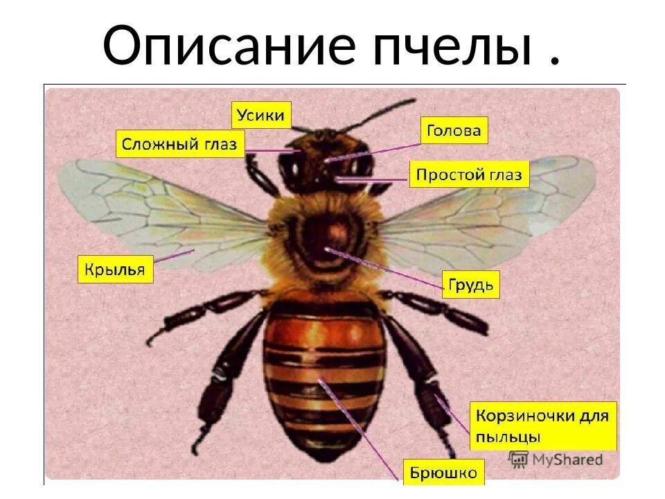 Отделы тела пчелы медоносной. Внешнее строение пчелы 7 класс биология. Внешнее строение пчелы 7 класс. Внутреннее строение пчелы медоносной. Внешнее строение медоносной пчелы.