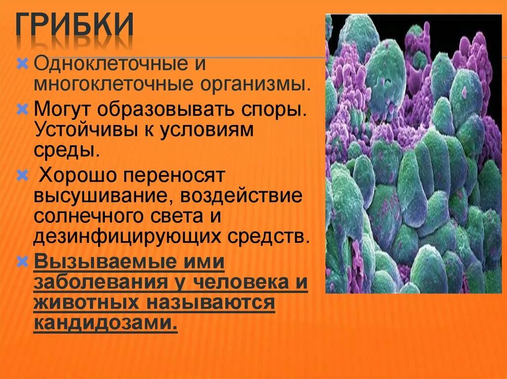 В какую эру возникли многоклеточные организмы. Одноклеточные многоклеточные колониальные таблица. Одноклеточные колониальные и многоклеточные организмы таблица. Заболевания вызванные одноклеточными животными. Бактериологическое оружие презентация.