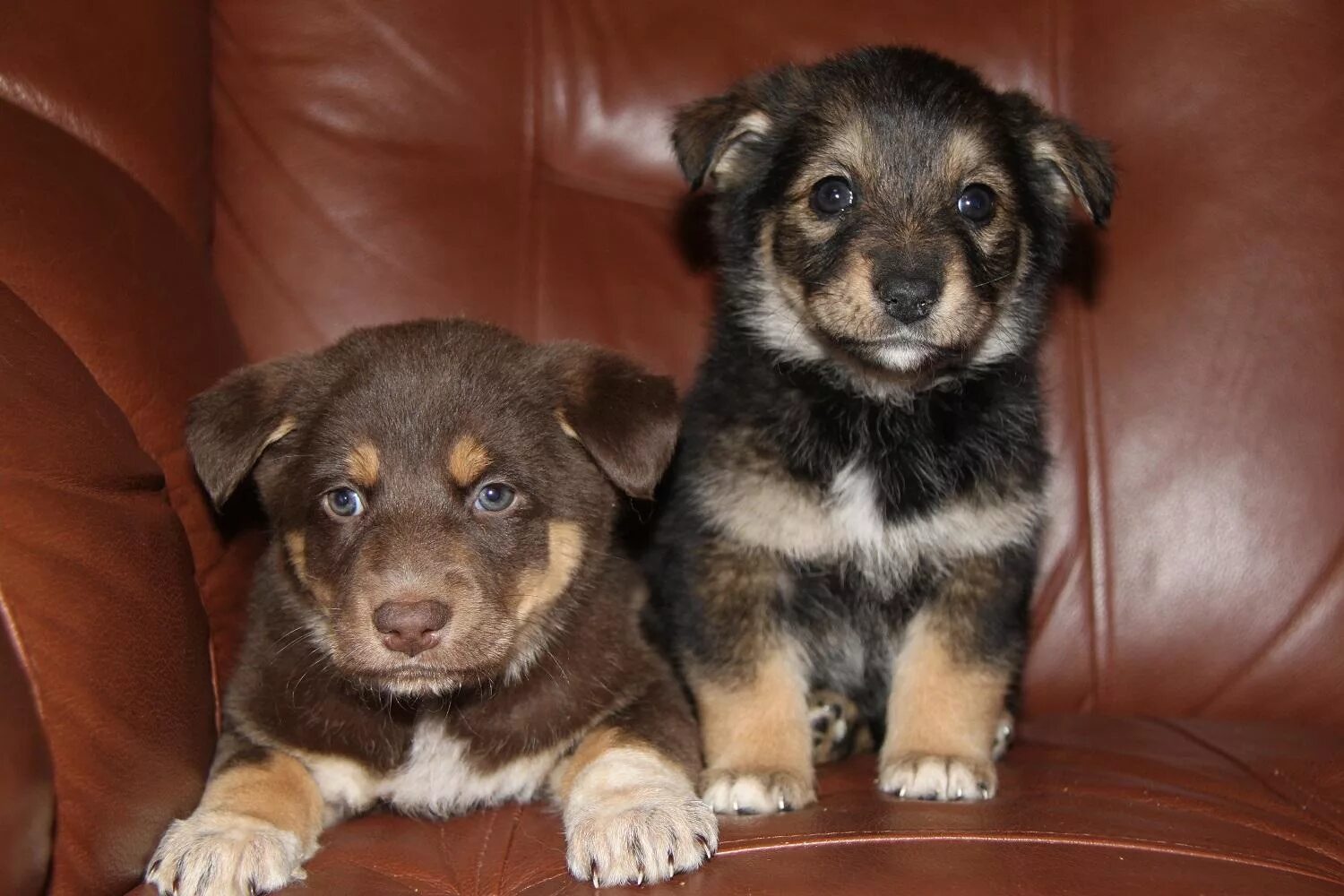 бишон фризе. щенки мелких пород москва. мальтипу и шпиц. чихуахуа бубу. чихуахуа.