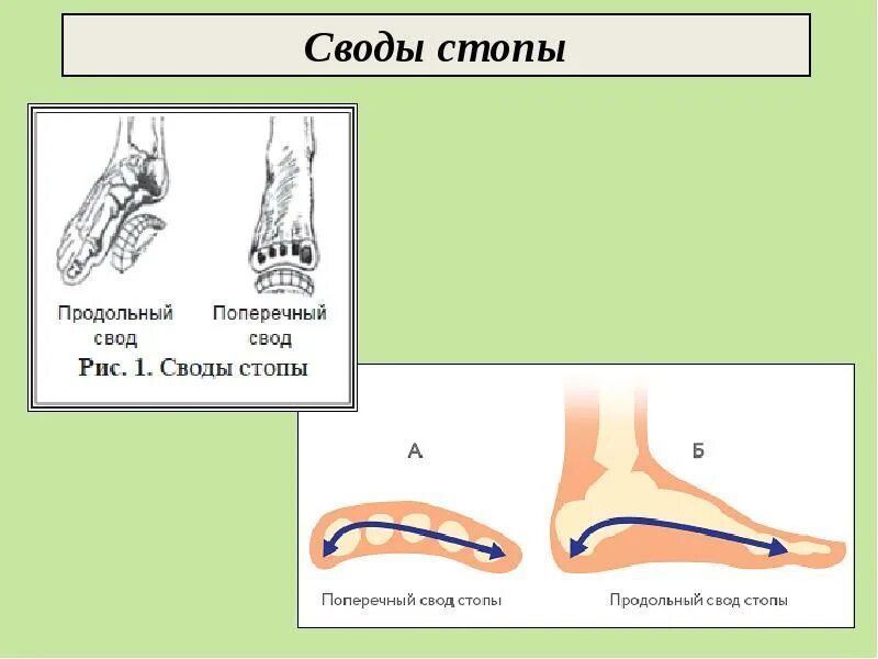 Продольный свод стопы. Продольный и поперечный свод стопы. Внешний свод стопы. Наружный продольный свод стопы. Что значит свод