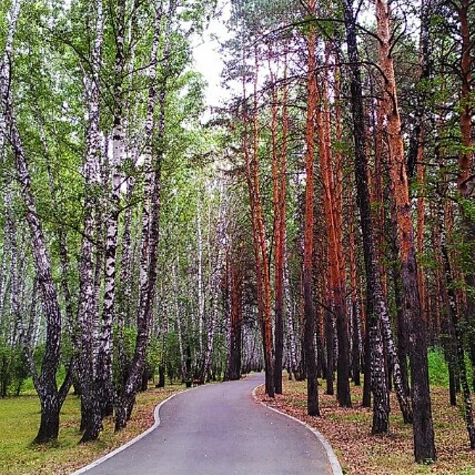 Природный парк тюмень. Гилевская роща Тюмень. Парк Тюмени геоловская роща. Гилевский парк Тюмень. Парк <Гилёвская роща> ..