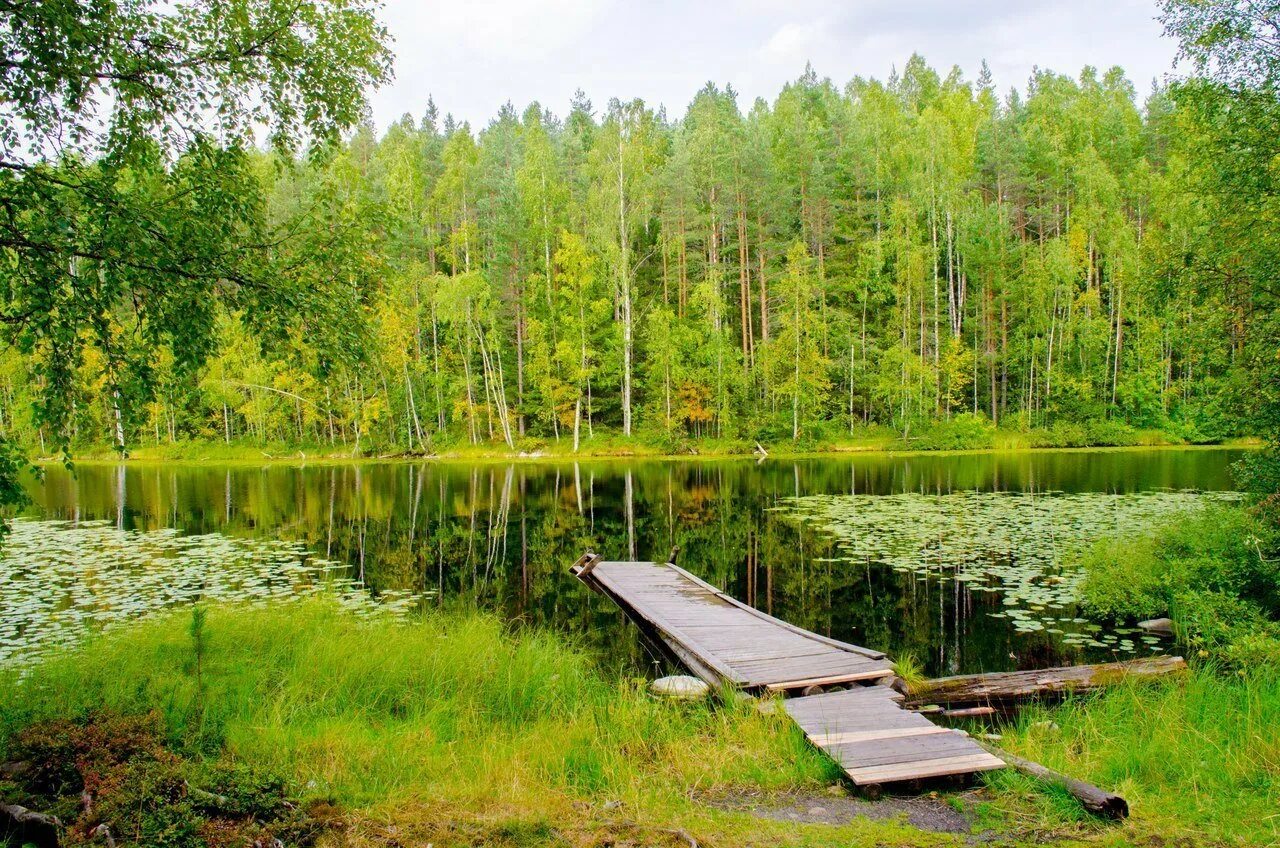 Лесное озеро в Ленинградской области. Лесное озеро Гатчинский район. Лабаз (озеро). Лесное озеро Ломоносовский район. Дикая ленинградская область