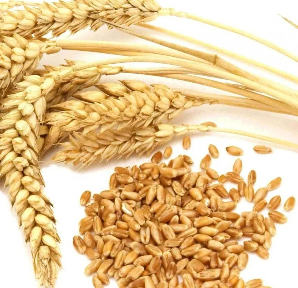 Пшеница розницу купить. Пшеница дурум. Пшеница зерно. Семечко пшеницы. Пшеница семенная.