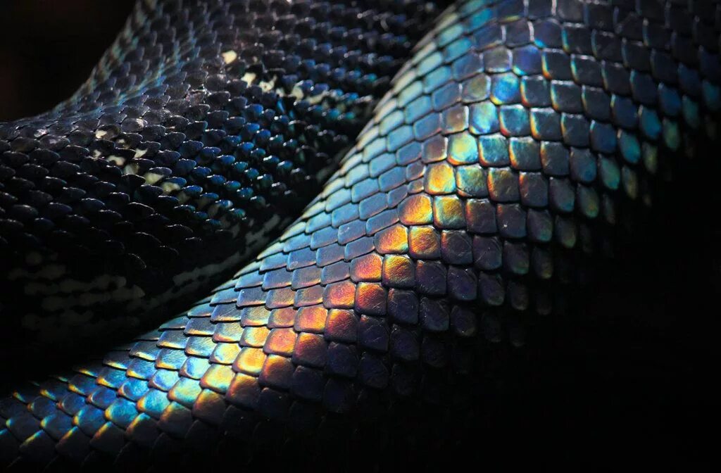 Wonder a see snake