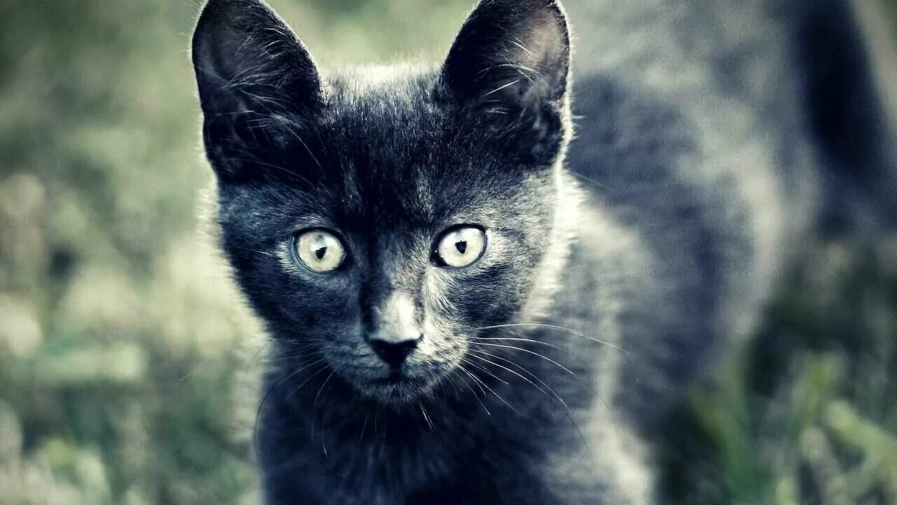 Британская короткошёрстная кошка. Кот серый. Серая белая кошка. Серая кошка с черными полосками. Картезианская кошка шартрез.
