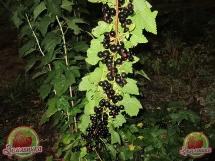 Смородина биг бен отзывы