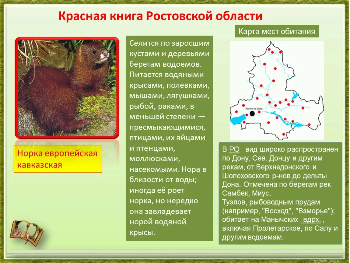 Норка место обитания. Европейская норка. Рассказ о европейской норке. Северная европейская норка (mustela lutreola lutreola). Северная европейская норка.