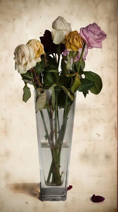 Розы быстро вянут в вазе. Увядшие розы в вазе. Засохшие цветы в вазе. Увядший цветок.