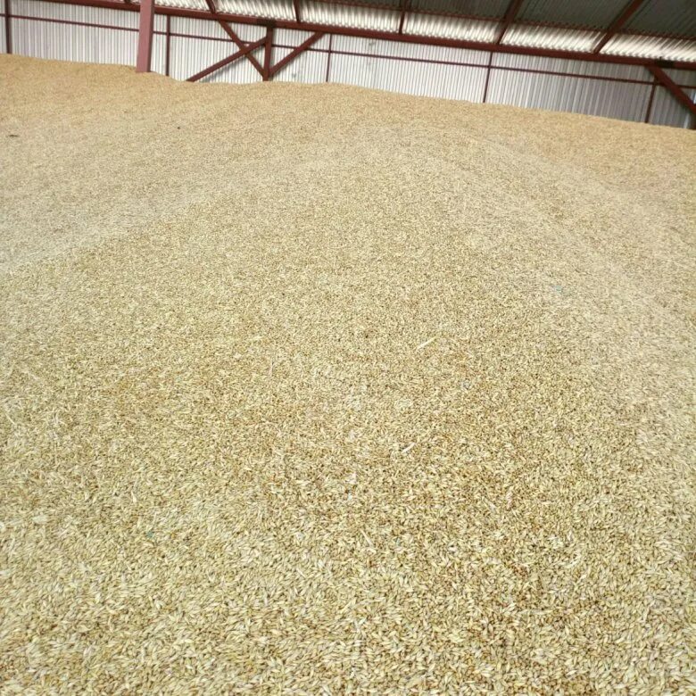 Продам ячмень. Ячмень на складе. Пшеница фураж. Пшеница на складе. Ячмень зерно на складе.