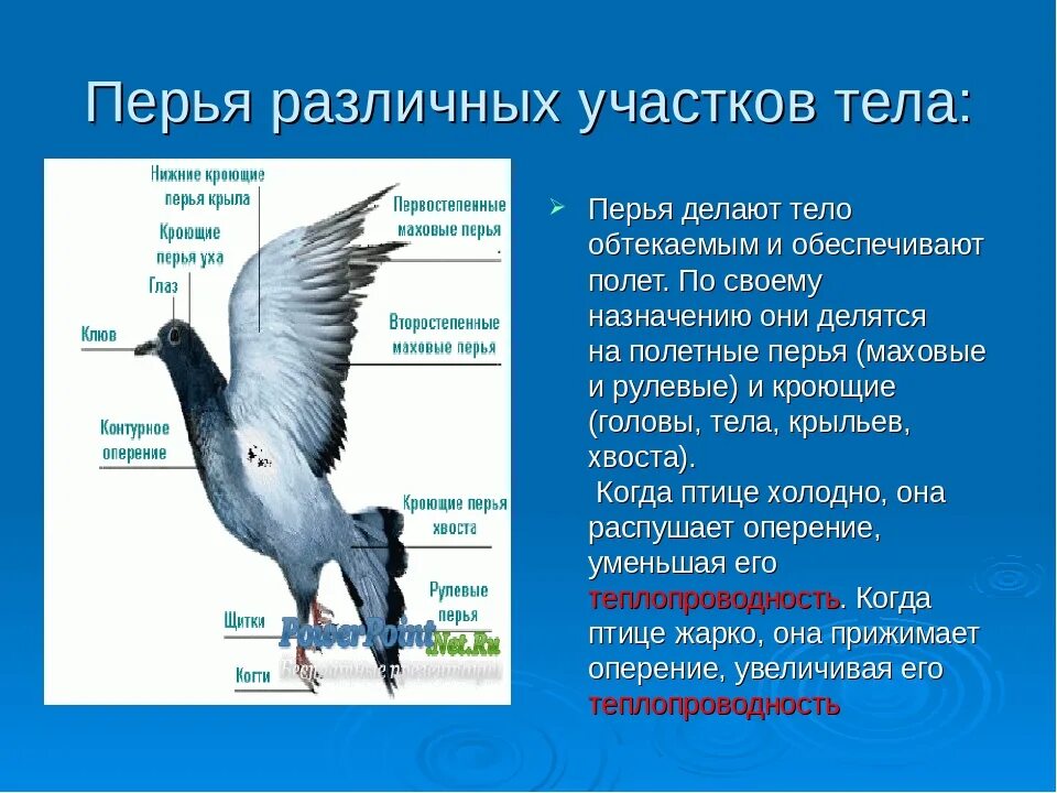 Многообразие птиц таблица. Характеристика класса птицы 7 класс биология. Общая характеристика класса птиц 7 класс. Класс птицы общая характеристика 7 класс биология. Характеристика про птиц по биологии 7 класс.