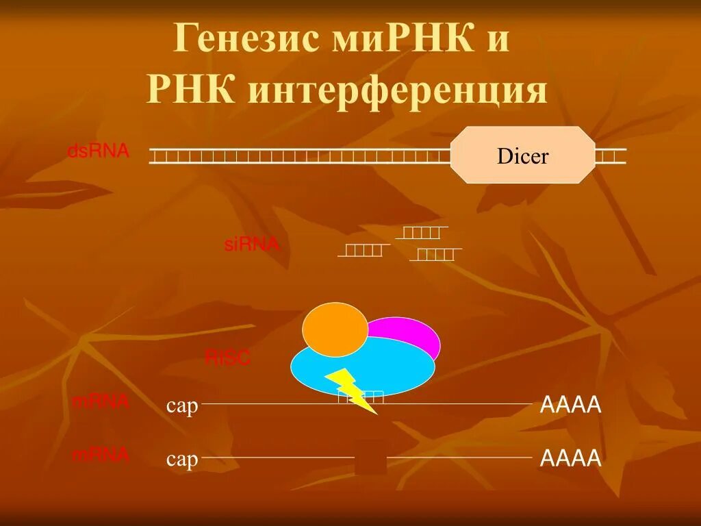 Интерферирующая рнк. Малые интерферирующие рнк. рнк интерференция презентация. генезис ми. рнк интерференция. короткие интерферирующие рнк.