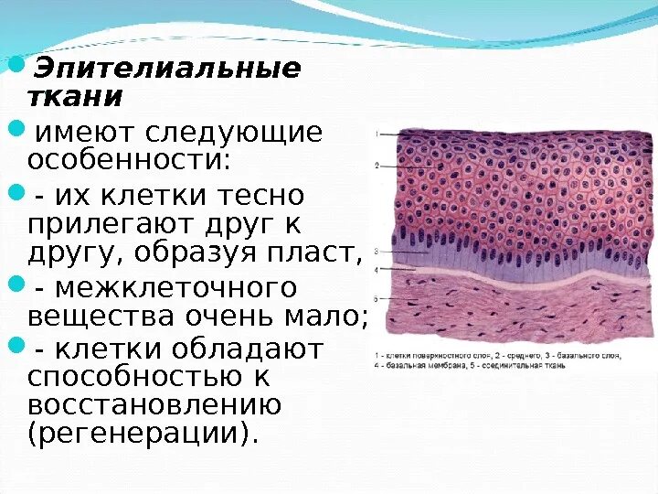 Строение эпителиальной ткани анатомия. Охарактеризуйте особенности строения эпителиальной ткани. Покровный эпителий строение ткани. Эпителиальная ткань базальная мембрана. Кожа способна к