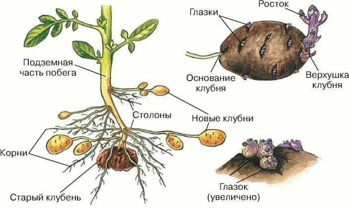 Почки в глазках картофеля. Строение столона картофеля. Клубень и столоны картофеля. Образование клубней у картофеля рисунок. Картофель. Строение растения клубней..