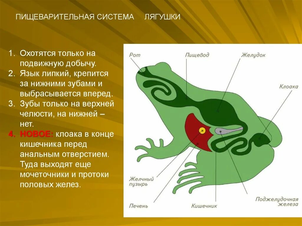 Для какого млекопитающего характерно наличие клоаки