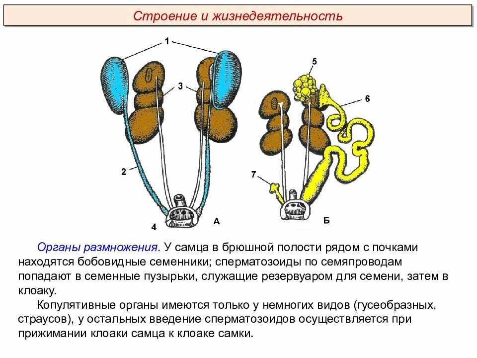 Система органов размножения животных схема. Схема органов размножения самцов животных. Система органов размножения самца. Органы размножения птиц самок.