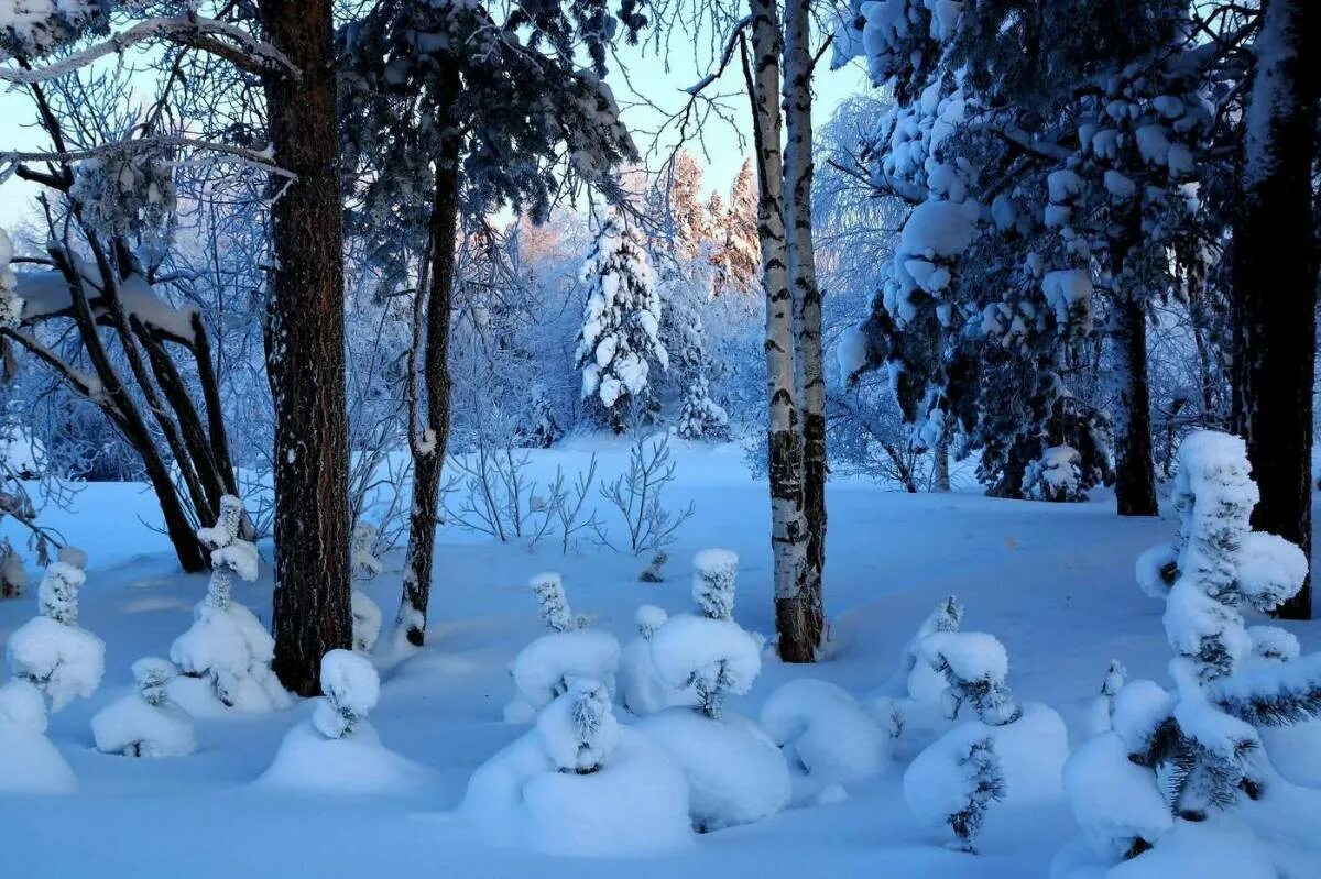 В лесу зимой можно. Зимний лес. Зимой в лесу. Сказочный зимний лес. Зимняя Поляна в лесу.