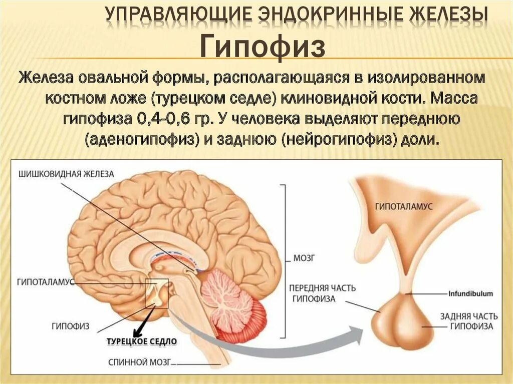 Какая эндокринная железа изображена на рисунке. Управляющие эндокринные железы. Внутрисекреторная деятельность желез внутренней секреции. Функции желез внутренней секреции управляет. Топография эндокринных желез анатомия.