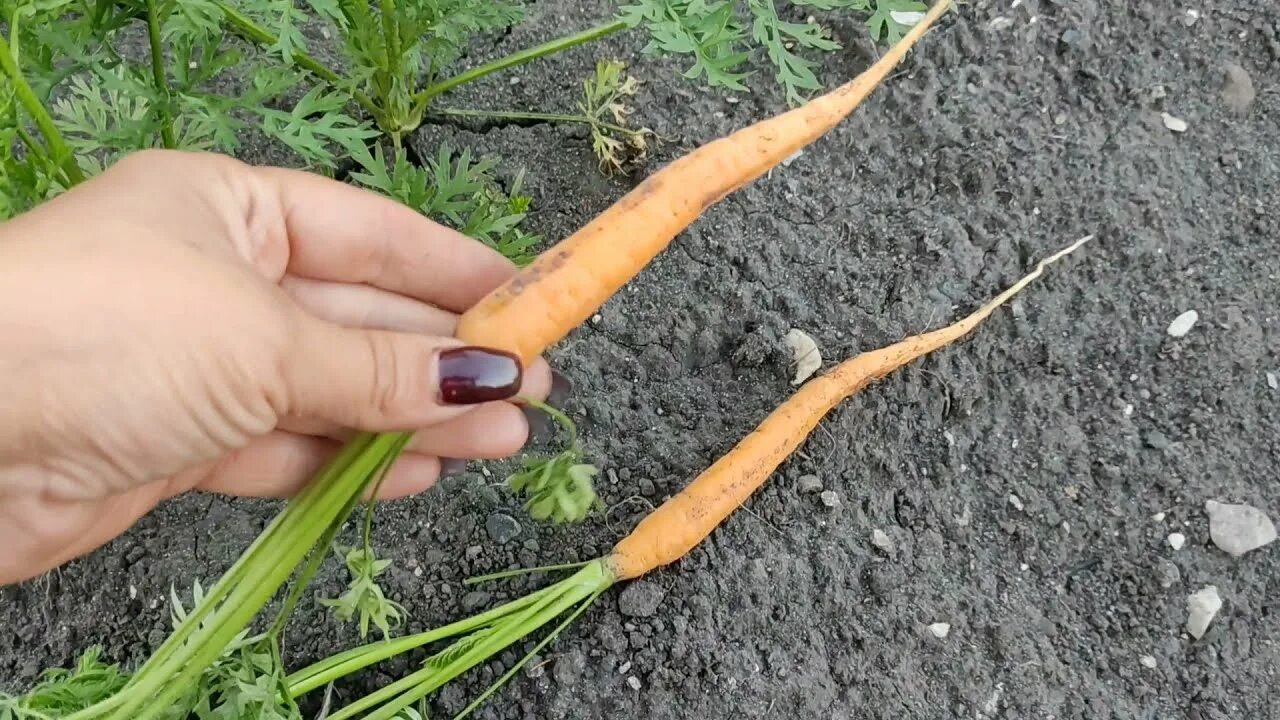 Масса выращенной моркови в 3 раза. Морковь растет. Морковь Боливар. Верхушка моркови. Морковь Балтимор.