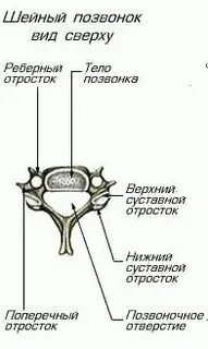 Кожное дыхание один шейный позвонок