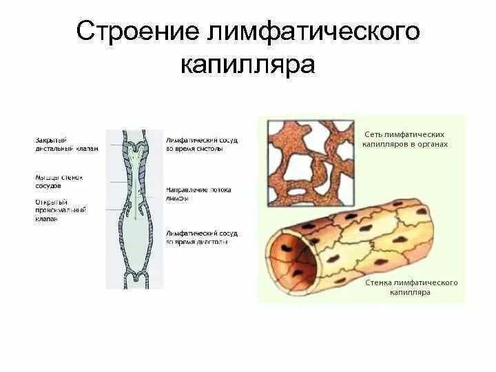 Стенка лимфатического сосуда. Строение стенки лимфатического капилляра. Строение лимфатического капилляра. Лимфокапилляры особенности строения. Особенности лимфатических капилляров.