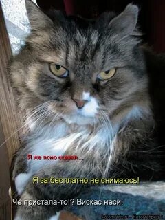 Ясно говорящий